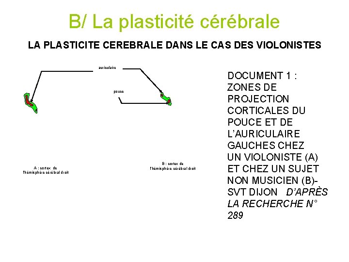 B/ La plasticité cérébrale LA PLASTICITE CEREBRALE DANS LE CAS DES VIOLONISTES auriculaire pouce