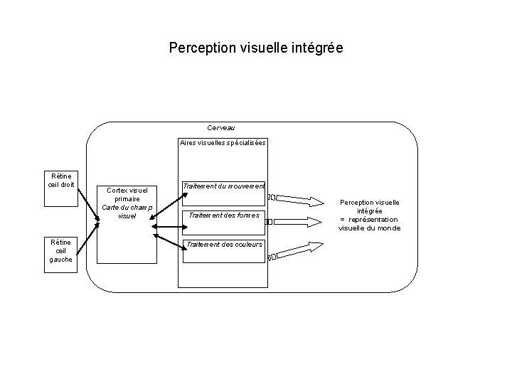 Perception visuelle intégrée Cerveau Aires visuelles spécialisées Rétine œil droit Rétine œil gauche Cortex