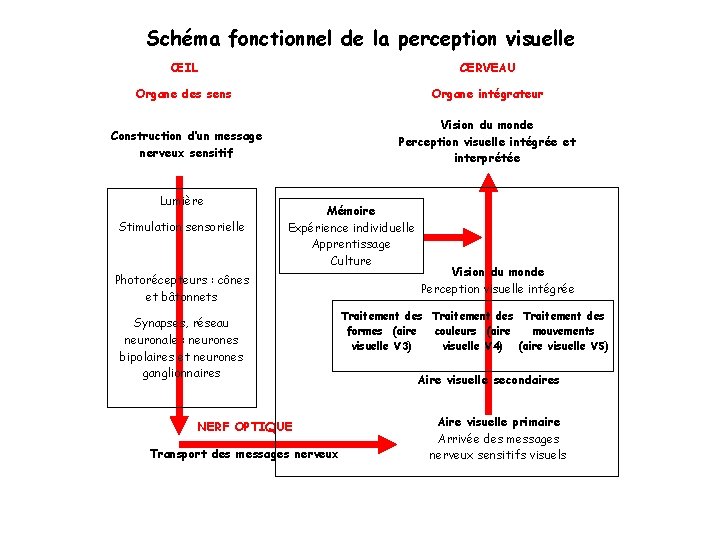 Schéma fonctionnel de la perception visuelle ŒIL CERVEAU Organe des sens Organe intégrateur Construction