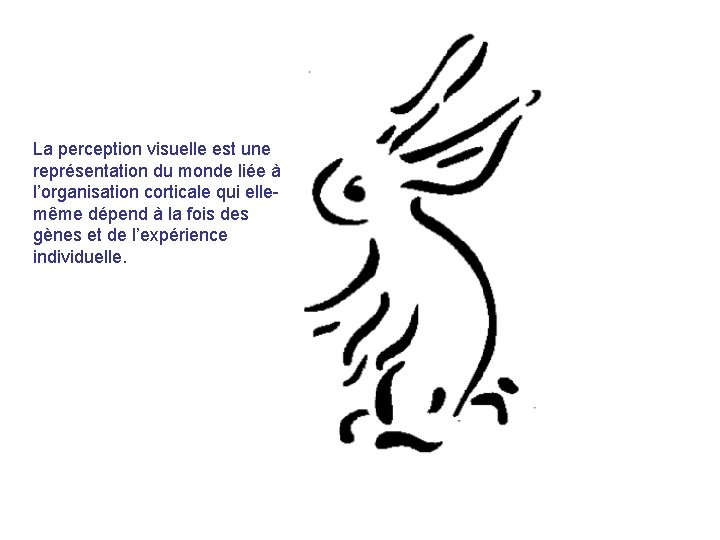 La perception visuelle est une représentation du monde liée à l’organisation corticale qui ellemême