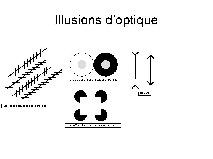 Illusions d’optique Les cercles grisés ont la même intensité AB = CD Les lignes