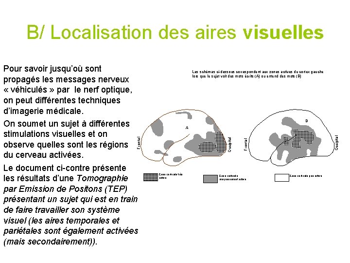 B/ Localisation des aires visuelles Les schémas ci-dessous correspondent aux zones actives du cortex