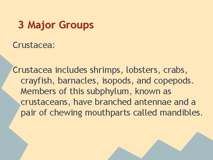 3 Major Groups Crustacea: Crustacea includes shrimps, lobsters, crabs, crayfish, barnacles, isopods, and copepods.