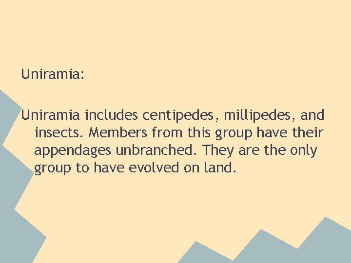 Uniramia: Uniramia includes centipedes, millipedes, and insects. Members from this group have their appendages