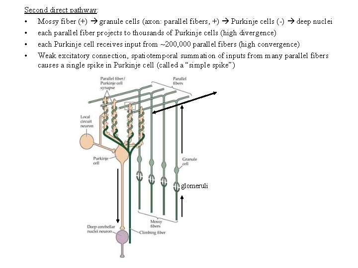 Second direct pathway: • Mossy fiber (+) granule cells (axon: parallel fibers, +) Purkinje