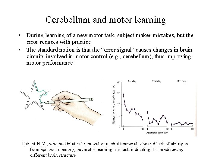 Cerebellum and motor learning • During learning of a new motor task, subject makes