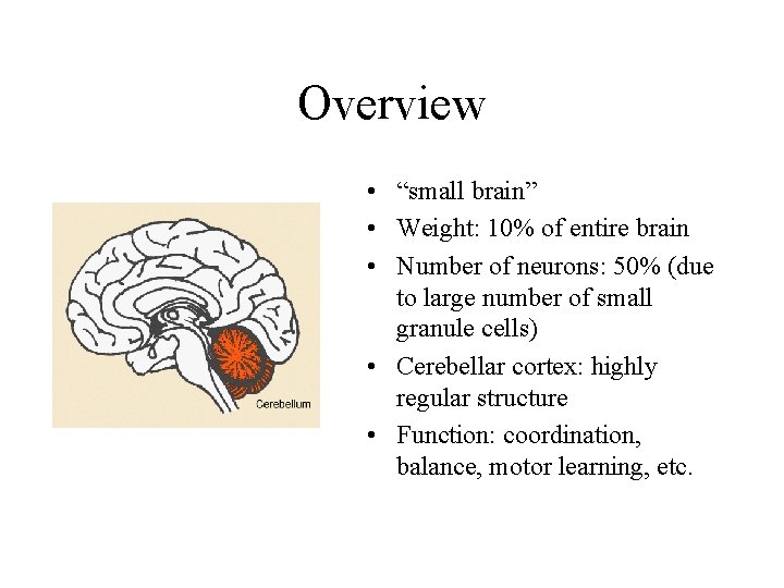 Overview • “small brain” • Weight: 10% of entire brain • Number of neurons: