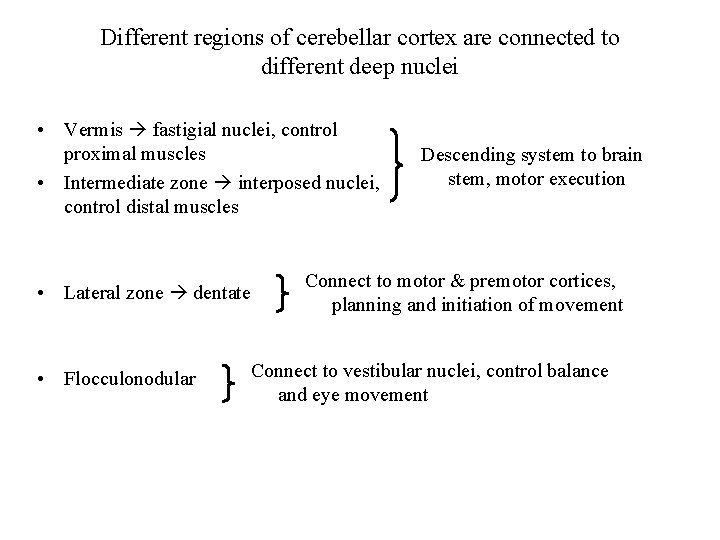 Different regions of cerebellar cortex are connected to different deep nuclei • Vermis fastigial