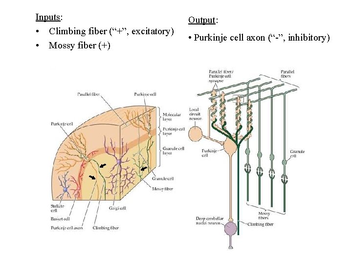 Inputs: • Climbing fiber (“+”, excitatory) • Mossy fiber (+) Output: • Purkinje cell