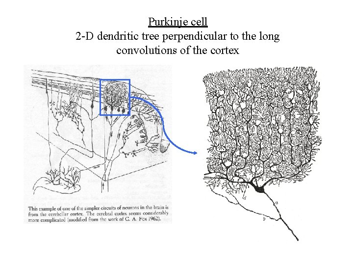 Purkinje cell 2 -D dendritic tree perpendicular to the long convolutions of the cortex