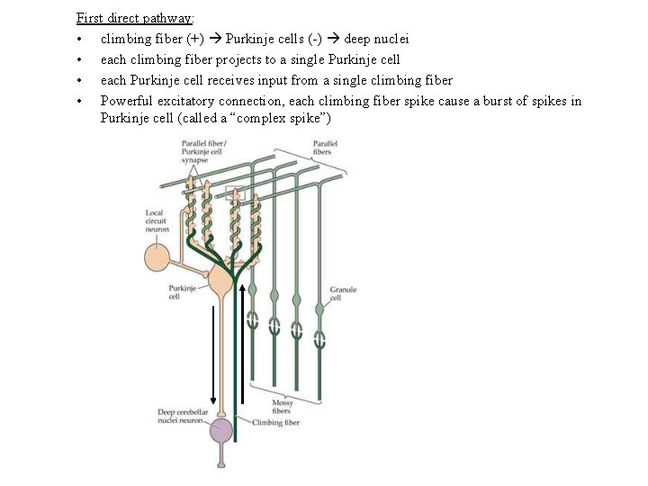 First direct pathway: • climbing fiber (+) Purkinje cells (-) deep nuclei • each