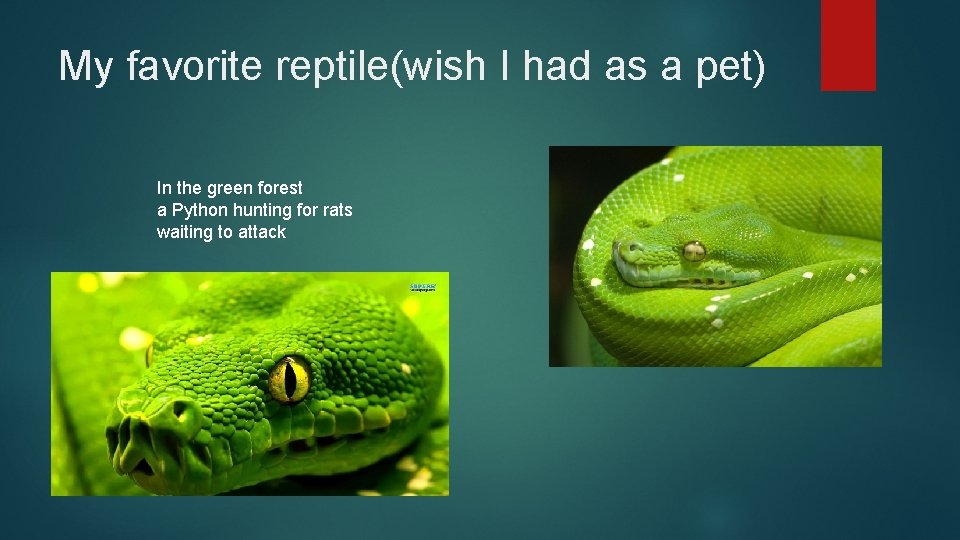 My favorite reptile(wish I had as a pet) In the green forest a Python