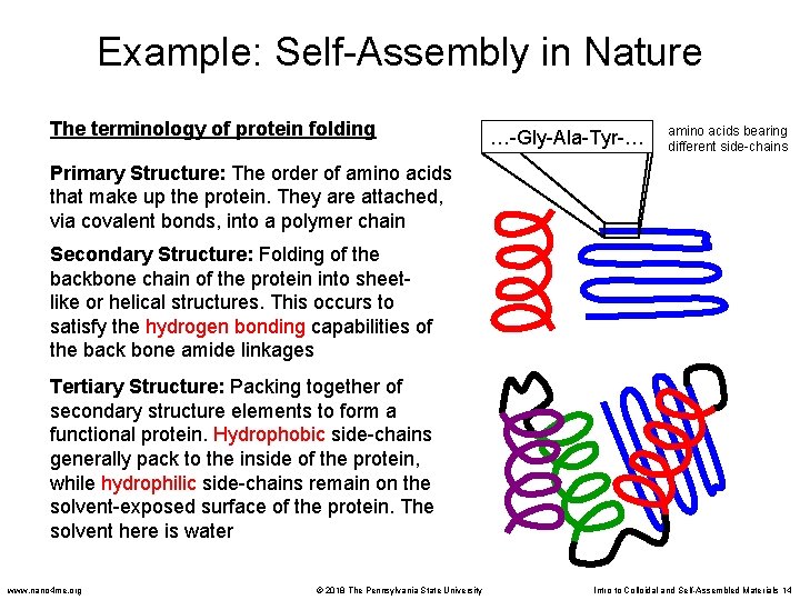 Example: Self-Assembly in Nature The terminology of protein folding …-Gly-Ala-Tyr-… amino acids bearing different