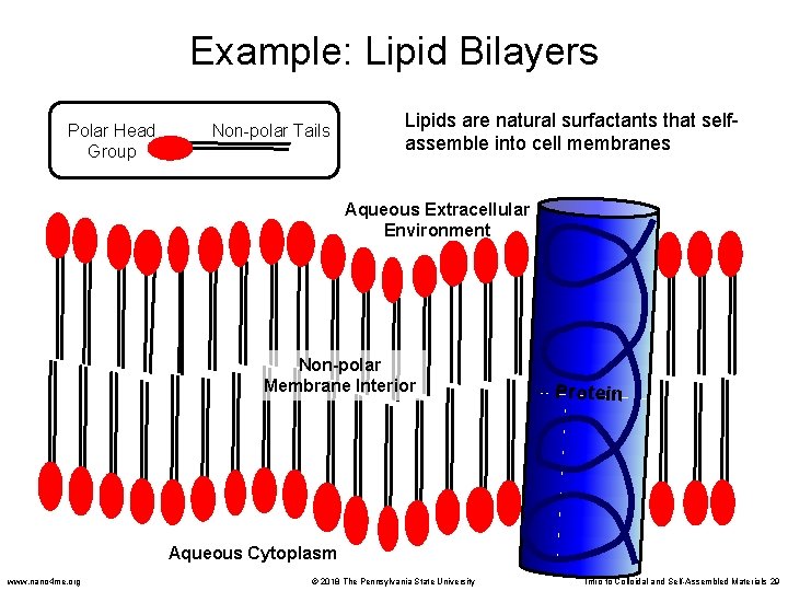 Example: Lipid Bilayers Polar Head Group Non-polar Tails Lipids are natural surfactants that selfassemble