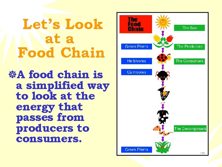 Let’s Look at a Food Chain ]A food chain is a simplified way to