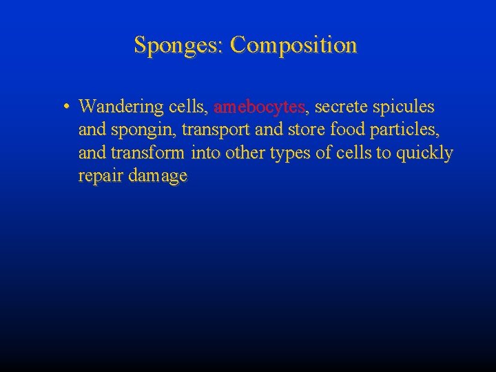 Sponges: Composition • Wandering cells, amebocytes, secrete spicules and spongin, transport and store food