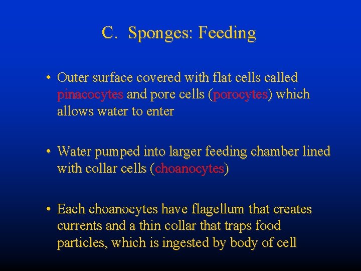 C. Sponges: Feeding • Outer surface covered with flat cells called pinacocytes and pore