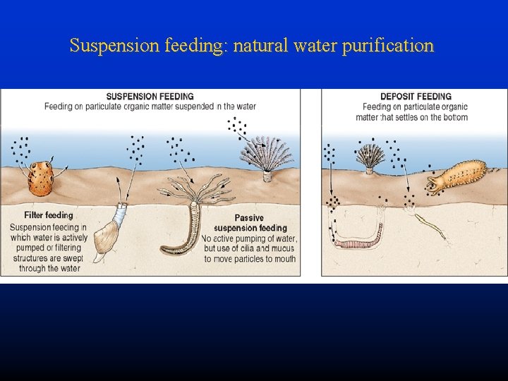 Suspension feeding: natural water purification 
