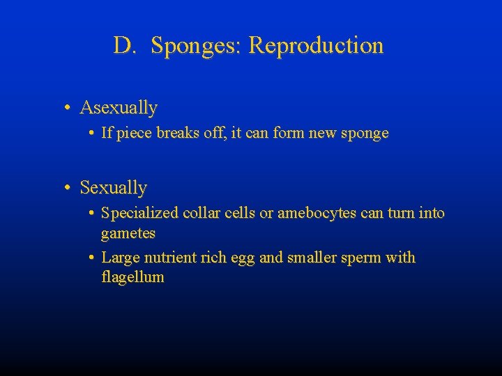 D. Sponges: Reproduction • Asexually • If piece breaks off, it can form new