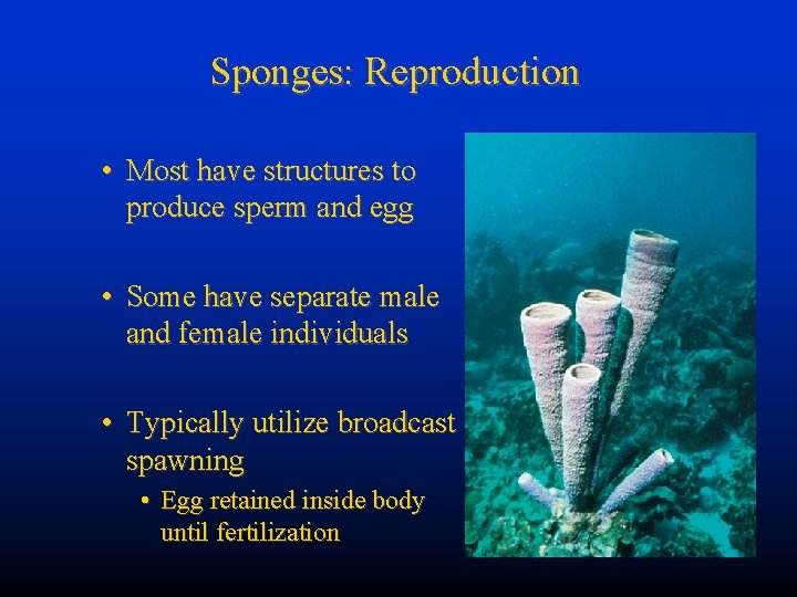 Sponges: Reproduction • Most have structures to produce sperm and egg • Some have