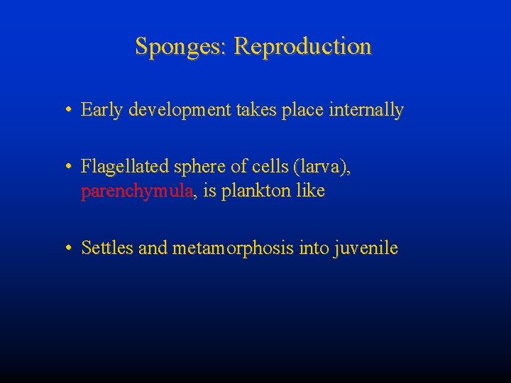 Sponges: Reproduction • Early development takes place internally • Flagellated sphere of cells (larva),