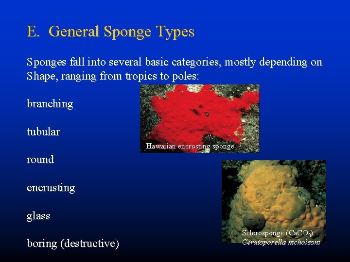E. General Sponge Types Sponges fall into several basic categories, mostly depending on Shape,