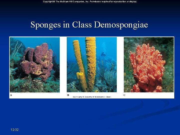 Copyright © The Mc. Graw-Hill Companies, Inc. Permission required for reproduction or display. Sponges