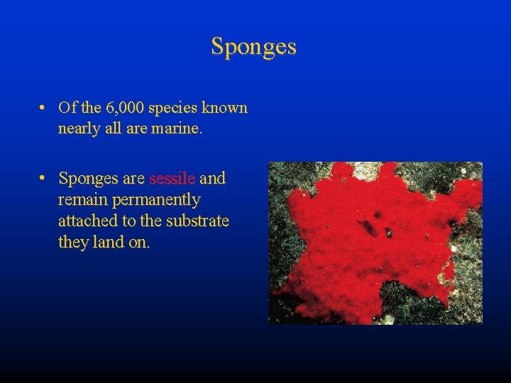 Sponges • Of the 6, 000 species known nearly all are marine. • Sponges