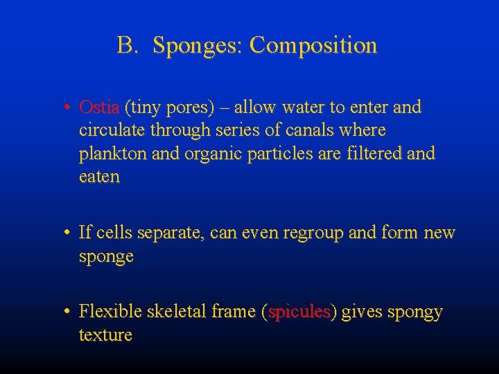 B. Sponges: Composition • Ostia (tiny pores) – allow water to enter and circulate