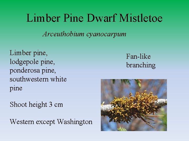 Limber Pine Dwarf Mistletoe Arceuthobium cyanocarpum Limber pine, lodgepole pine, ponderosa pine, southwestern white