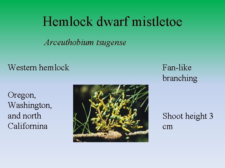 Hemlock dwarf mistletoe Arceuthobium tsugense Western hemlock Oregon, Washington, and north Californina Fan-like branching