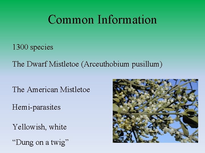 Common Information 1300 species The Dwarf Mistletoe (Arceuthobium pusillum) The American Mistletoe Hemi-parasites Yellowish,