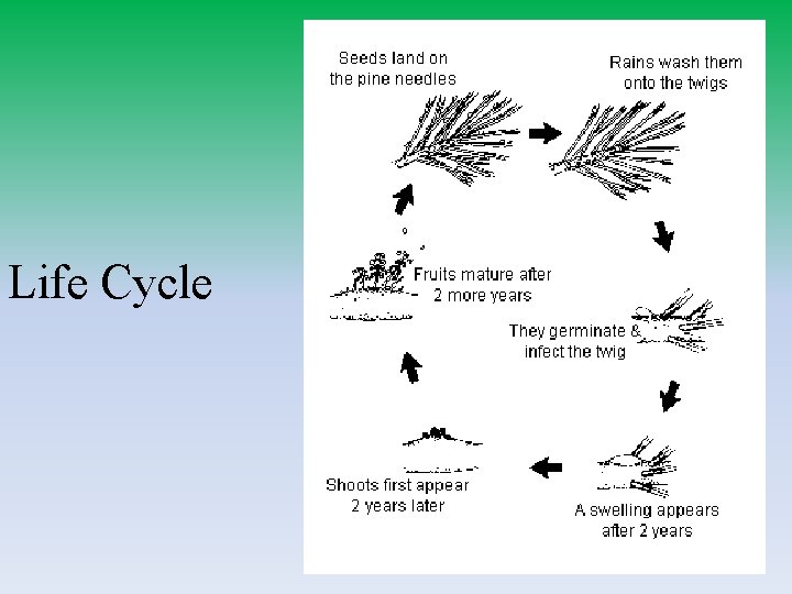 Life Cycle 