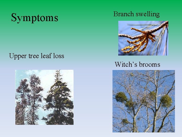Symptoms Branch swelling Upper tree leaf loss Witch’s brooms 