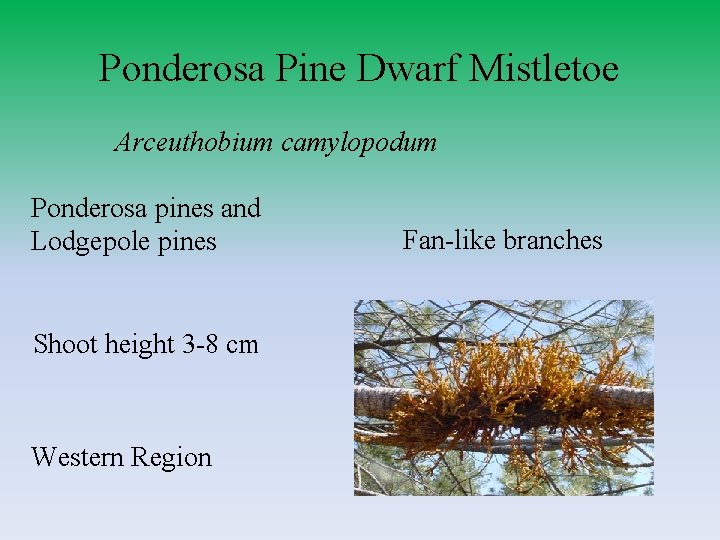 Ponderosa Pine Dwarf Mistletoe Arceuthobium camylopodum Ponderosa pines and Lodgepole pines Shoot height 3