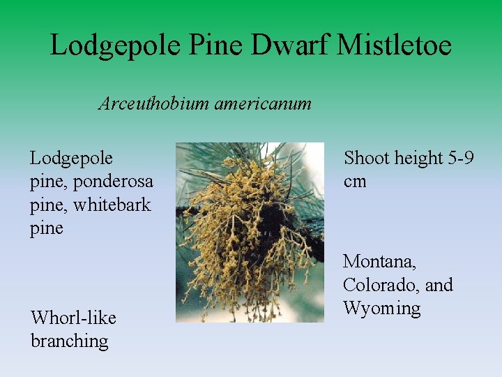 Lodgepole Pine Dwarf Mistletoe Arceuthobium americanum Lodgepole pine, ponderosa pine, whitebark pine Whorl-like branching