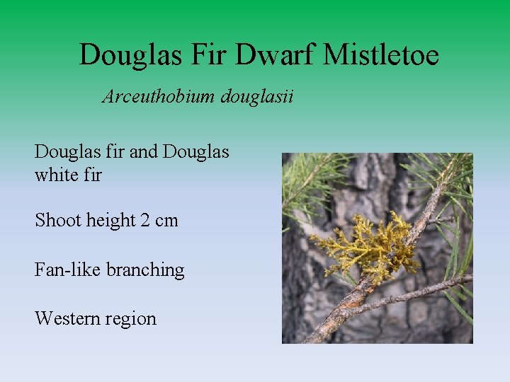 Douglas Fir Dwarf Mistletoe Arceuthobium douglasii Douglas fir and Douglas white fir Shoot height