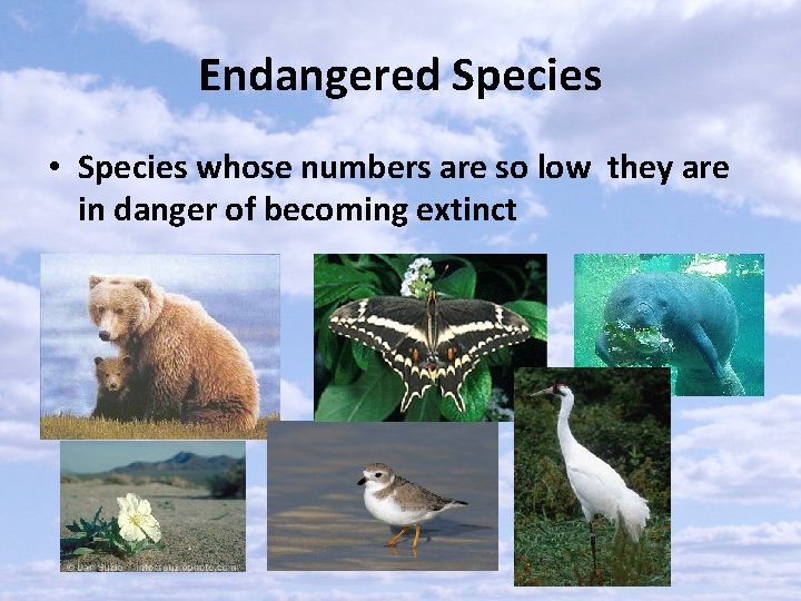 Endangered Species • Species whose numbers are so low they are in danger of
