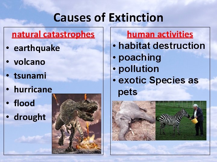 Causes of Extinction natural catastrophes • earthquake • volcano • tsunami • hurricane •