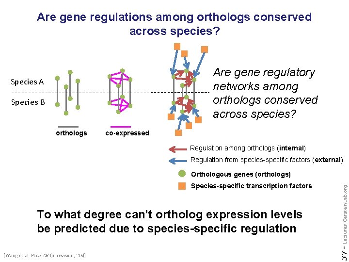 Are gene regulations among orthologs conserved across species? Are gene regulatory networks among orthologs