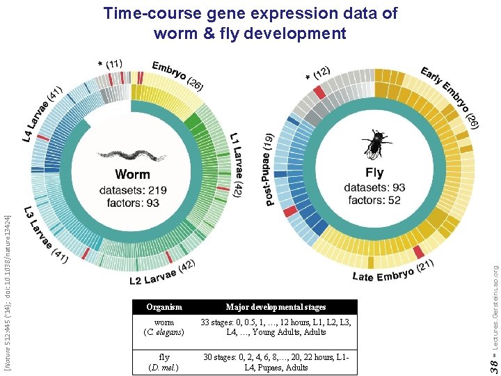 Major developmental stages worm (C. elegans) 33 stages: 0, 0. 5, 1, …, 12