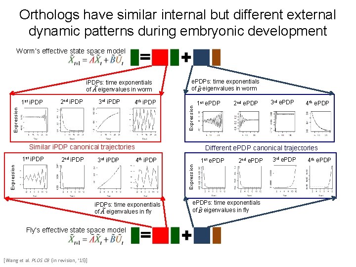 Orthologs have similar internal but different external dynamic patterns during embryonic development Worm’s effective