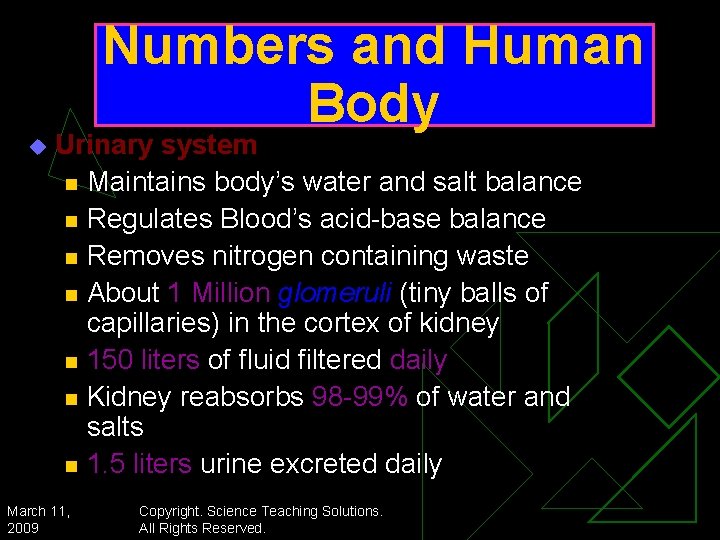 Numbers and Human Body u Urinary system n Maintains body’s water and salt balance