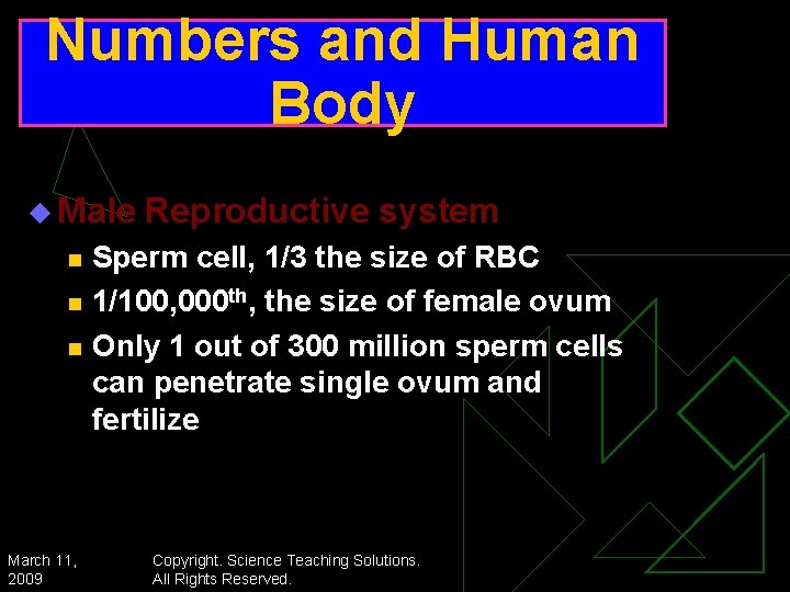 Numbers and Human Body u Male n n n March 11, 2009 Reproductive system