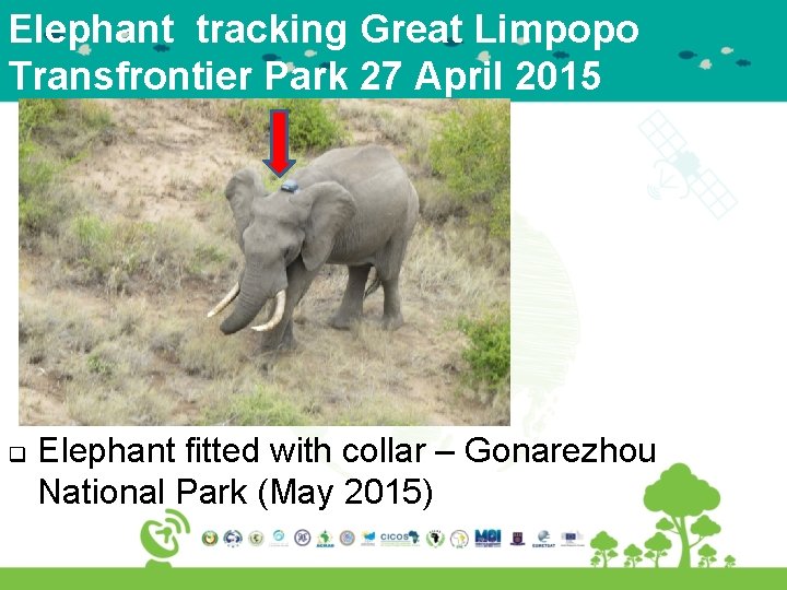 Elephant tracking Great Limpopo Transfrontier Park 27 April 2015 q Elephant fitted with collar