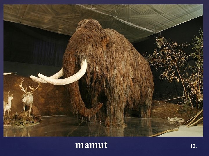 mamut 12. 