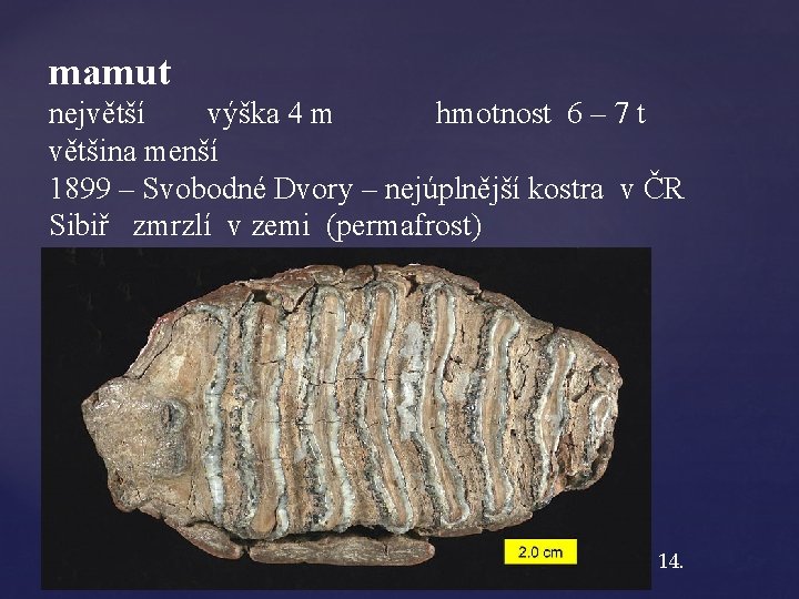 mamut největší výška 4 m hmotnost 6 – 7 t většina menší 1899 –