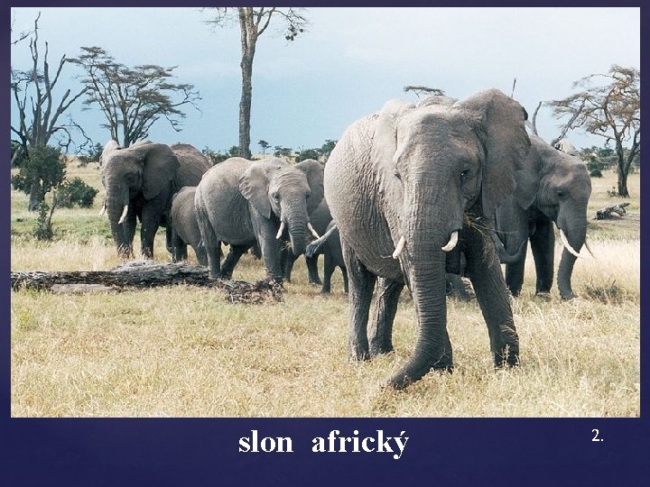 slon africký 2. 