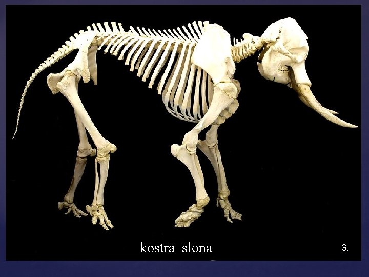  kostra slona 3. 