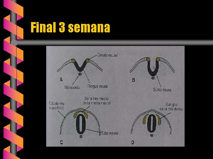 Final 3 semana 